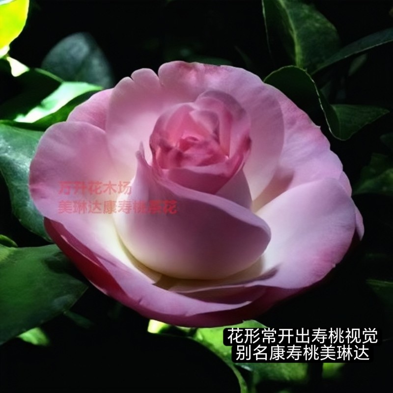 康寿桃茶花 美琳达茶花  稀缺名贵品种 福建龙岩粉色山茶花
