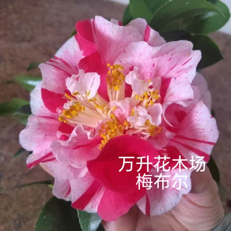 梅布尔茶花 美国山茶花 复色大花 高端茶花盆栽