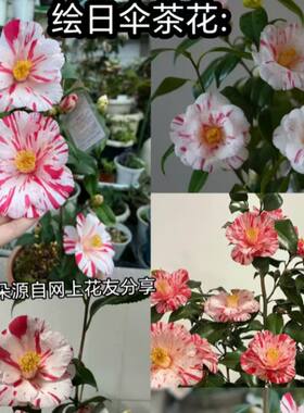 绘日伞茶花 日系 春之台 玉百合 吹上绞日系茶花