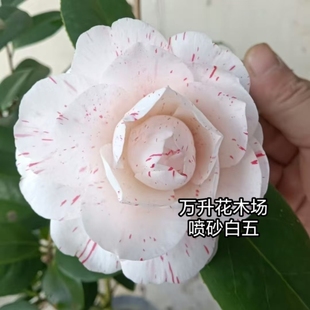 喷砂白五茶花 精品高端茶花