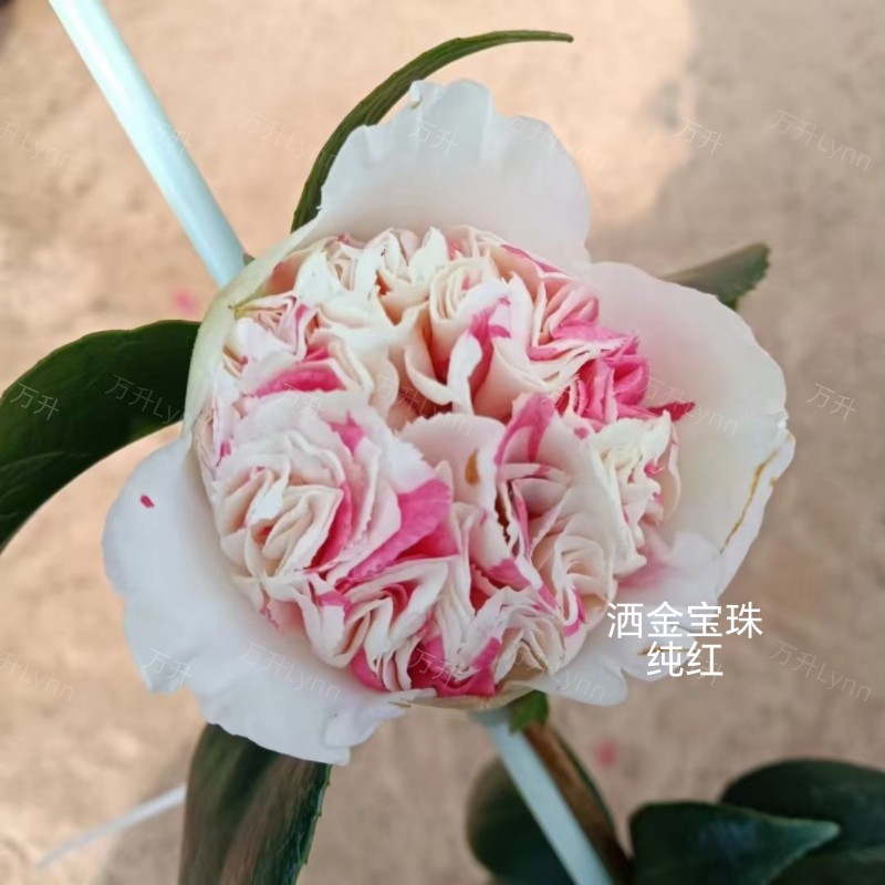 洒金宝珠茶花 复色名贵茶花