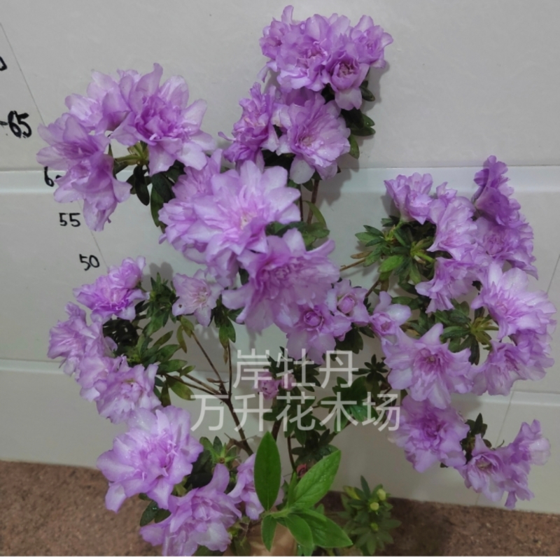 皋月杜鹃 岸牡丹杜鹃 名贵新品杜鹃桃梅锦 花鼓舞 菲碧朱砂琴之舞