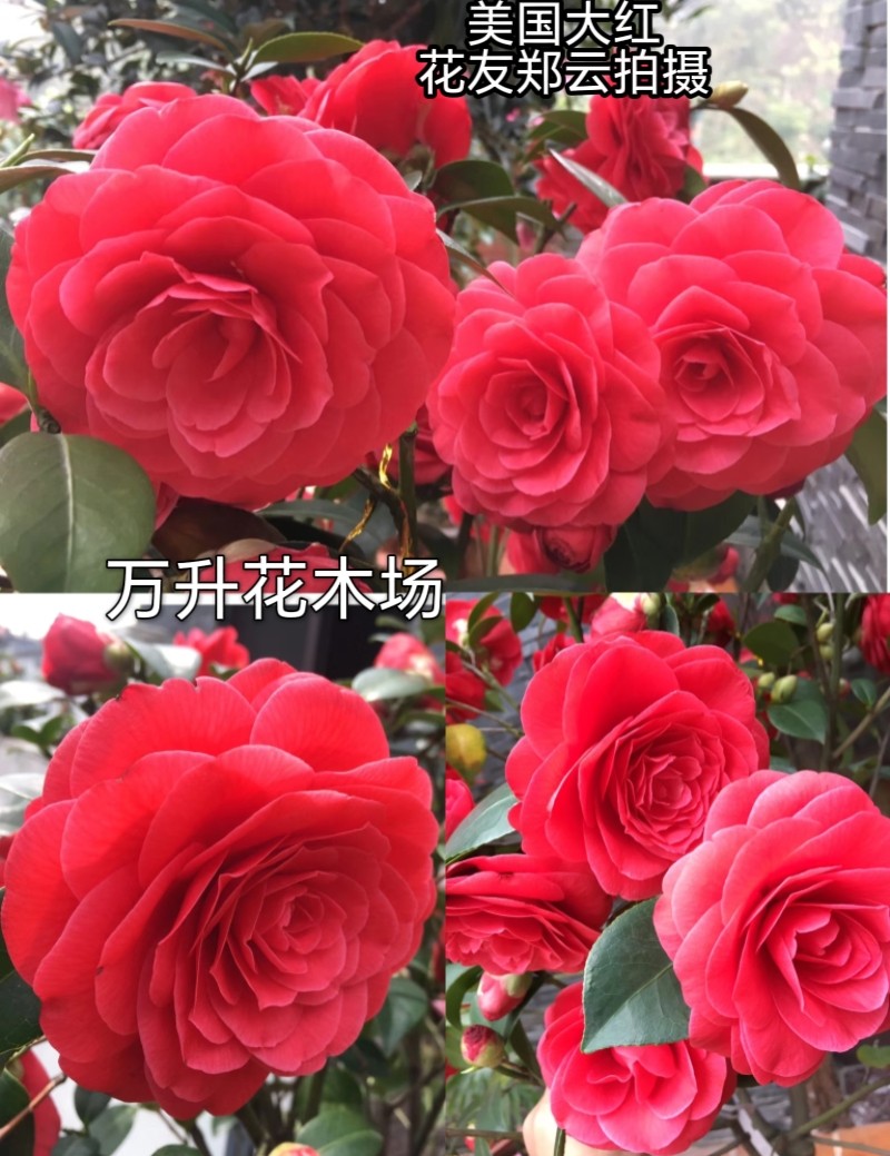 正版红色山茶花美国大红茶花 赛玫瑰 叠红玫瑰菏尔