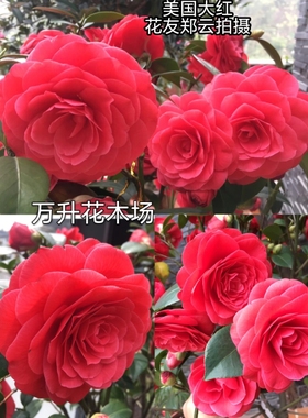 正版红色山茶花美国大红茶花 赛玫瑰 叠红玫瑰菏尔