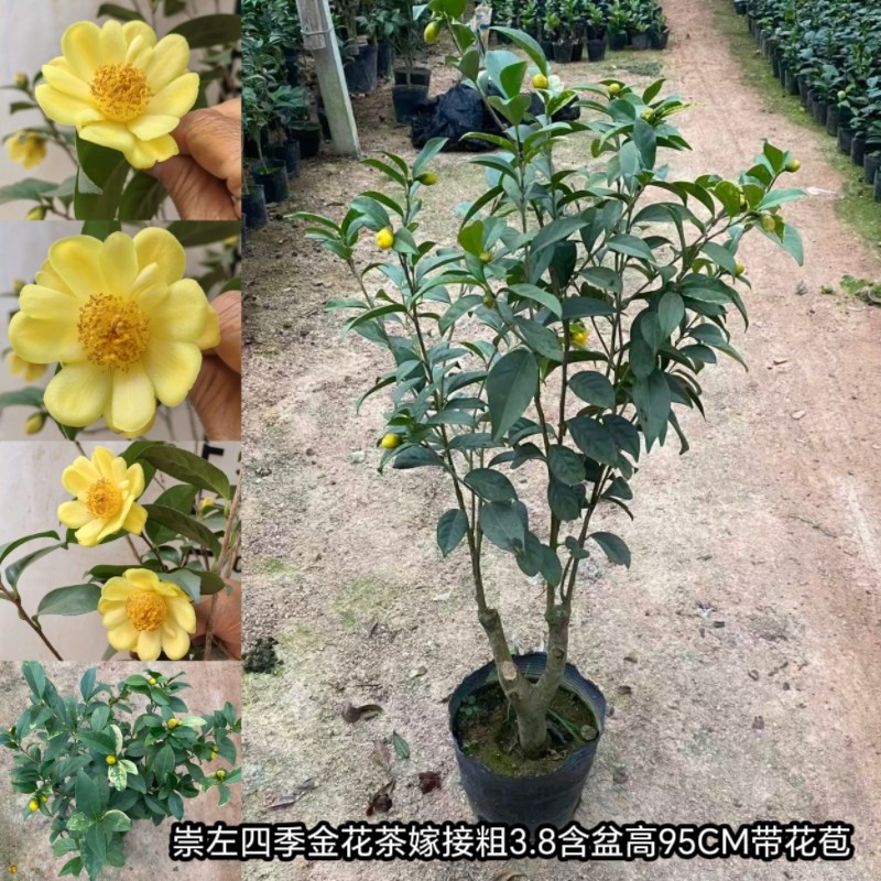 10个品种金花茶崇左四季黄樽金花茶毛瓣紫罗兰 茶花皇后