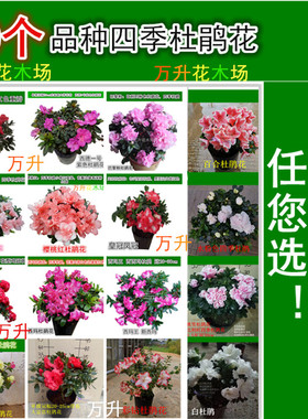 四季杜鹃花 百合桃雪彩钻国旗红鸡冠小桃红绿色光辉 紫色杜鹃喷砂