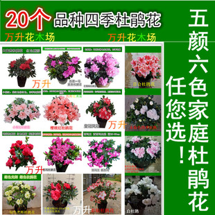 四季杜鹃花 百合桃雪彩钻国旗红鸡冠小桃红绿色光辉 紫色杜鹃喷砂