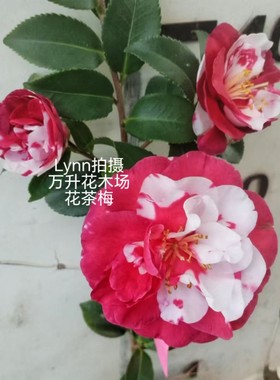 花茶梅 复色茶梅 名贵茶梅