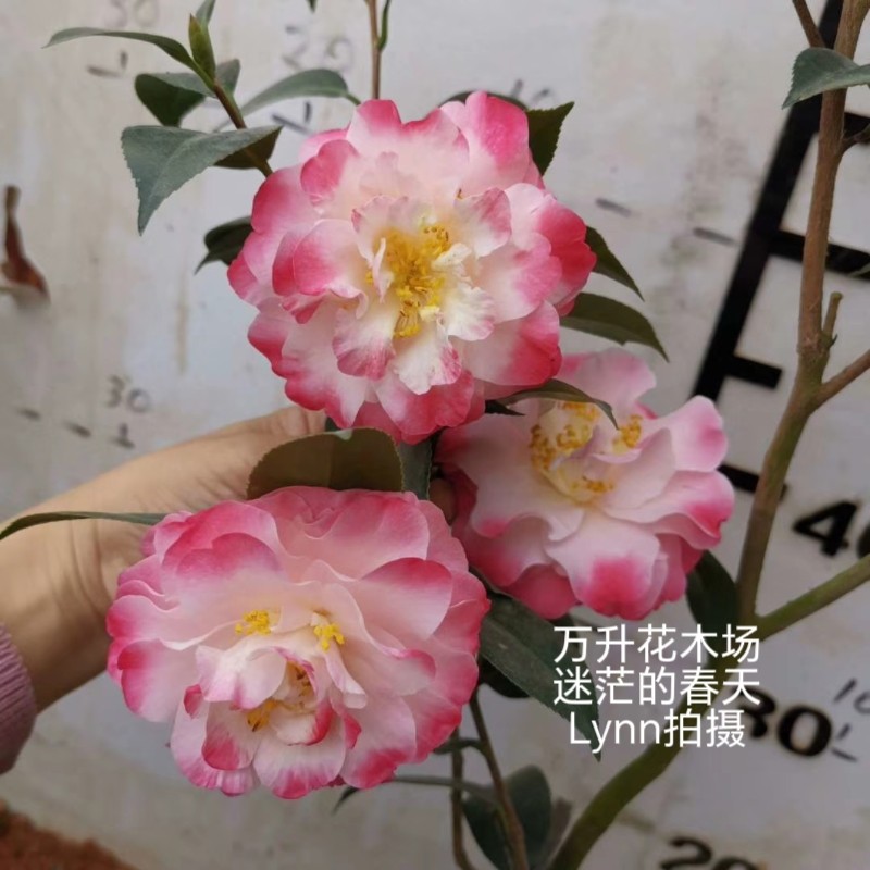 迷茫的春天茶花复色盆栽山茶花 精品茶花 稀有品种 盆栽茶花