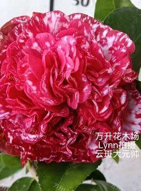 云斑大元帅茶花 大元帅 格兰马歇尔 大花 鲜艳红色带白色斑瑟威力