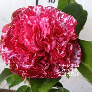 云斑大元帅茶花 大元帅 格兰马歇尔 大花 鲜艳红色带白色斑瑟威力