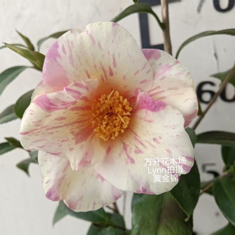 黄金锦茶花 日系 黄色单瓣复色 名贵茶花