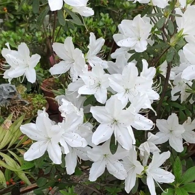 白色映山红 各种嫁接盆景 懒人植物 洁白无瑕杜鹃花 懒人植物