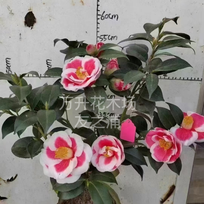 友之浦茶花 太阳茶花 珍贵名贵新品茶花 盆栽茶花一物一拍