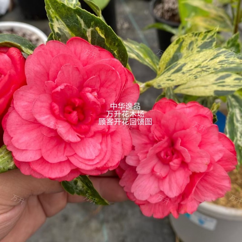 中华逸品茶花 彩蝶纷飞 赤系叶艺叶艺茶花 名贵品种 花叶共赏