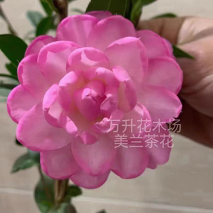 美兰茶花 粉色名贵茶花