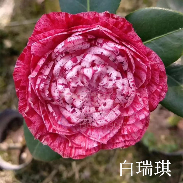 白瑞奇茶花 彩色茶花 粉红带深红放射线条 稀有茶花品种
