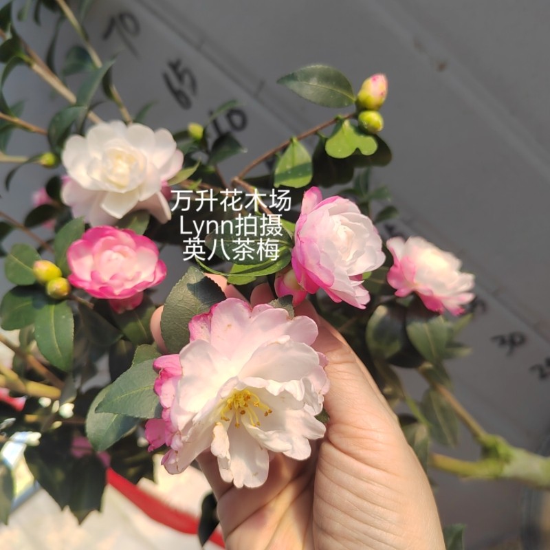 英八茶梅 茶梅新品种名贵茶梅 花卉盆栽净化空气