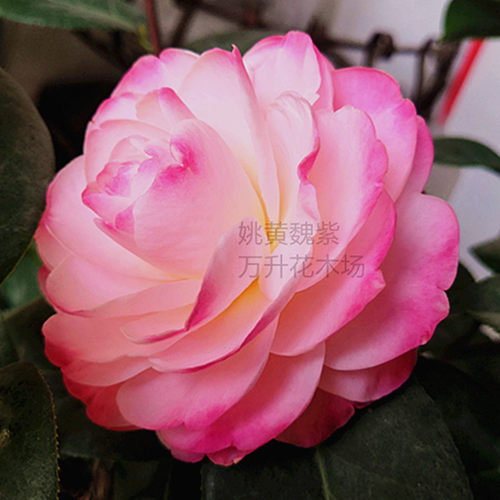 茶花稀缺品种姚黄特价