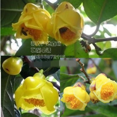 防城普通上市大苗一对一金花茶