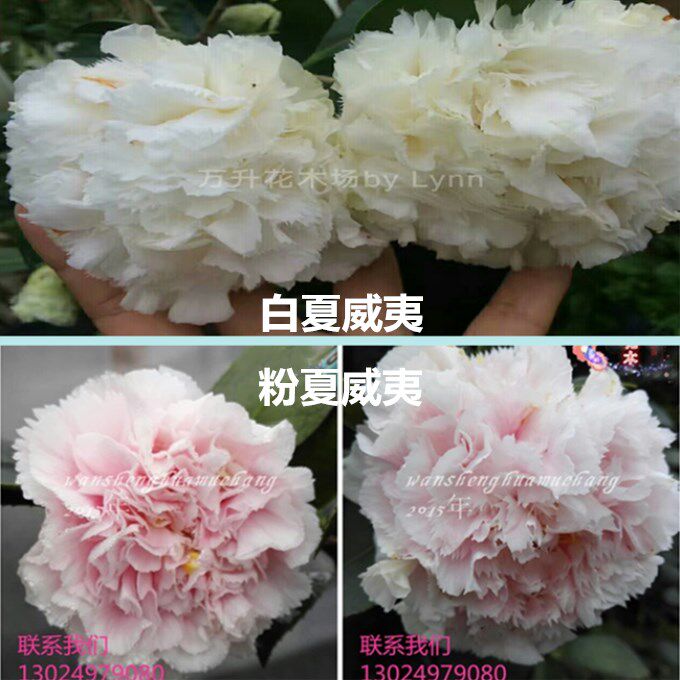 夏威夷茶花 白夏威夷茶花 粉夏威夷茶花 美国品种 巨型花