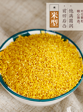 2025年山西新小米代县特产晋谷21号5斤真空米油粘稠新黄小米