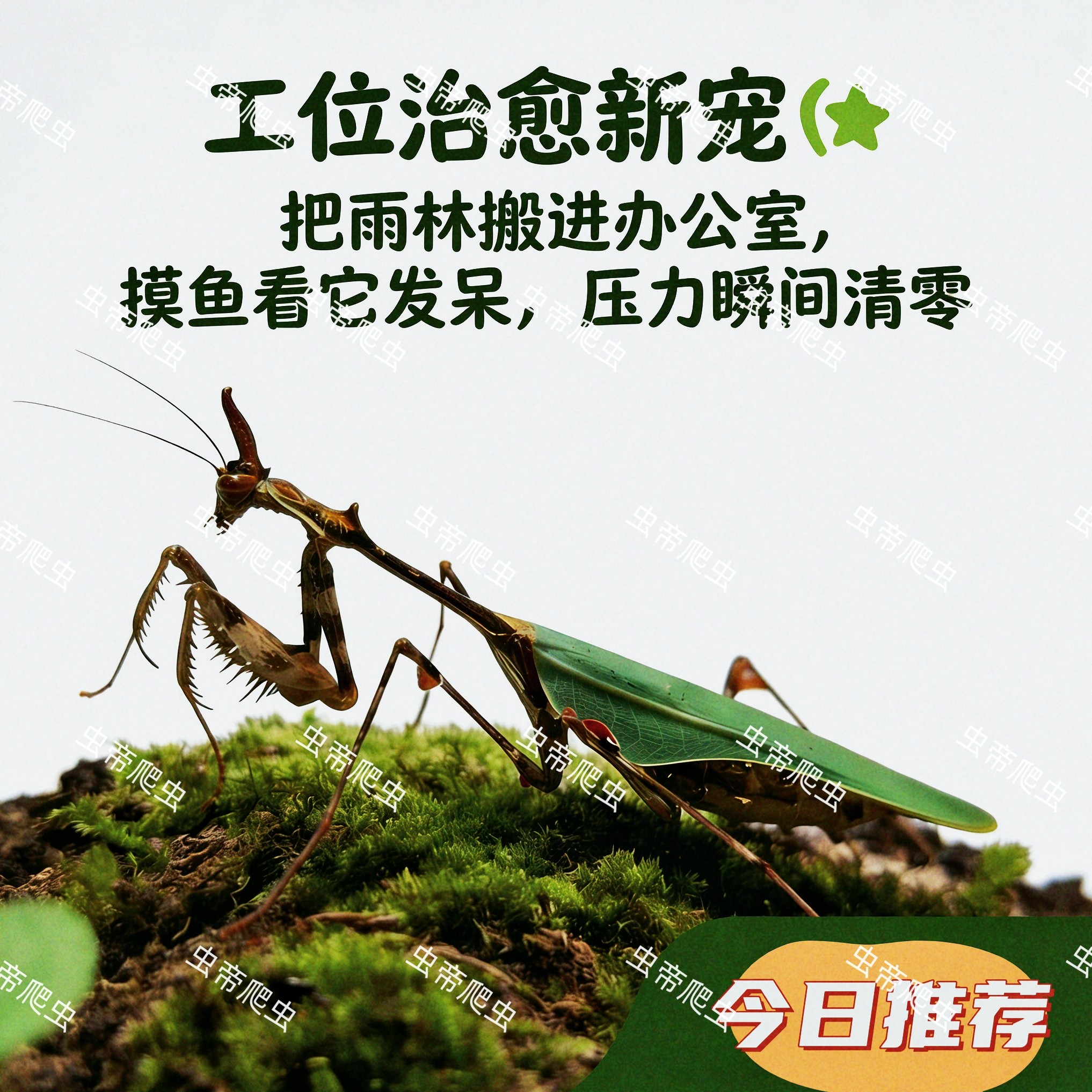 非洲神隐苔藓螳螂活体宠物雨林造特色爬宠/鸣虫