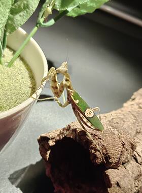 眼斑螳螂办公室随身另类宠物活体昆虫爬虫学生宿舍科普爬宠包邮