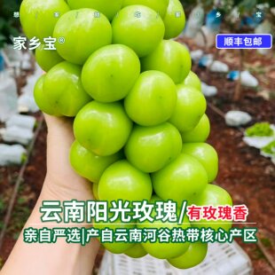 顺丰空运云南阳光玫瑰葡萄晴王青提新鲜水果葡萄脆甜可口