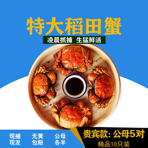 盘锦河蟹公母10只满黄保肥次日达
