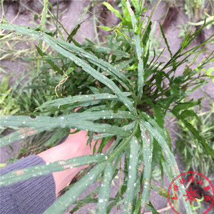 泰顺中草药剑叶凤尾草乌脚鸡井口边草金鸡尾鸡爪草三叉草干货论把