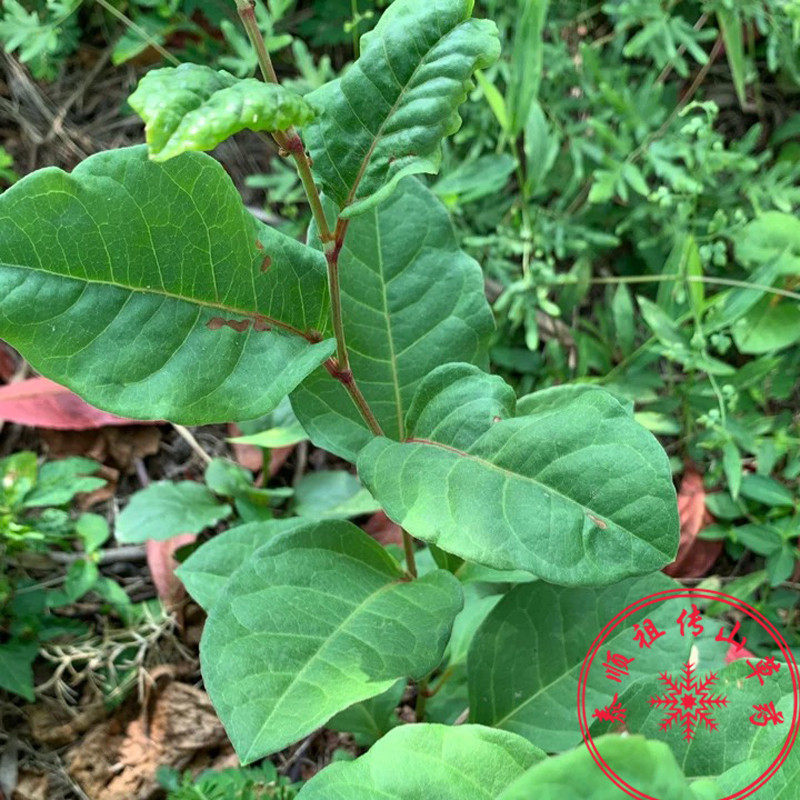 泰顺中草药野生新品药材虎杖酸管酸筒杆阴阳莲干货500g