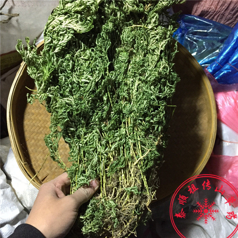 泰顺中草药野生新品岩柏江南卷柏石柏金丝凤尾草石上柏地柏干250g