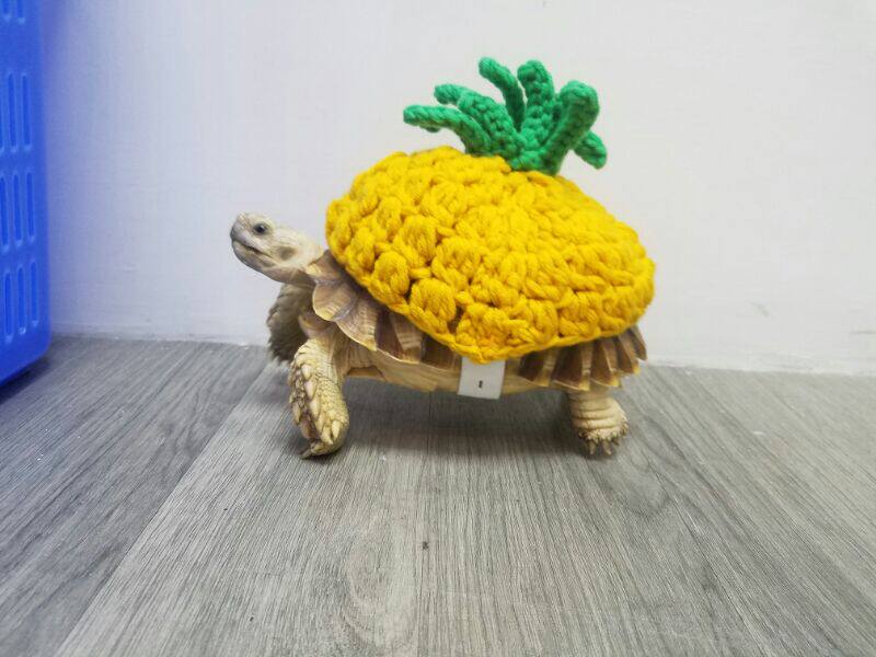 量身定制菠萝造型龟龟衣服乌龟猫咪小型犬宠物服装纯手工马甲帽子,宠物/宠物食品及用品,猫宠物服装/雨衣（新）,淘宝优惠券,粉丝福利购,淘宝优惠卷