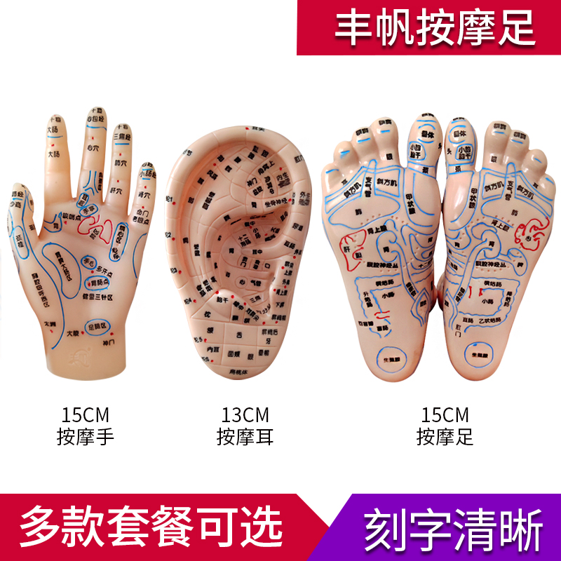 手足耳朵穴位模型反射区脚底中医按摩推拿针灸经络清晰教学模型