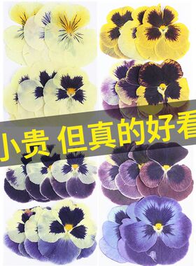 大尺寸三色堇角堇干花压花材料包