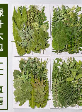 真树叶干花压花批发手工材料