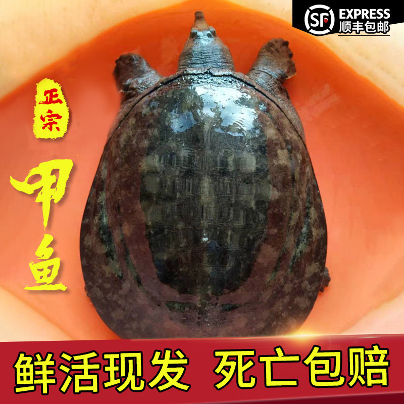 正宗野外甲鱼  皖南河道甲鱼水甲鱼