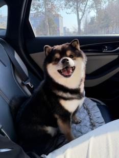 柴犬幼犬纯种日本小柴犬赤黑柴豆柴双血统小型犬秋田犬宠物狗