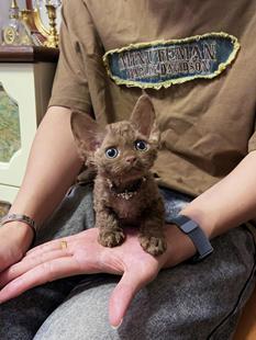 咖啡色德文卷毛猫重点色丁香色德文不掉毛卷毛纯黑