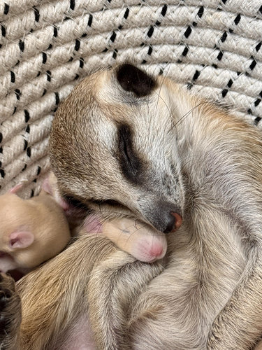成年小细尾獴丁满动物园活物宠物狐獴崽幼活体家养网红萌宠细尾獴
