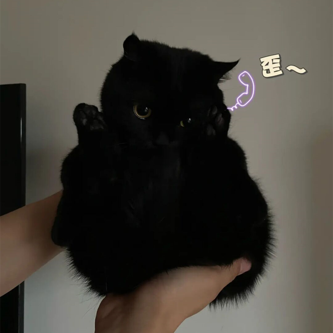 黑色孟买猫纯种玄猫纯黑英国短毛猫矮脚猫黑猫幼崽宠物猫英短