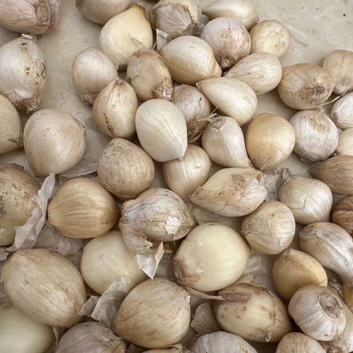 精品宽叶洋大蒜瓣水果大蒜心正宗粗蒜苔宽叶洋大蒜种瓣洋大蒜头