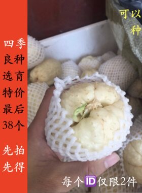 浙江农产品白玉佛手瓜丰收