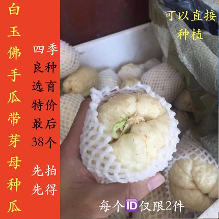 浙江农产品白玉佛手瓜洋瓜丰收瓜洋丝瓜倭瓜寿瓜农家食用蔬菜种植