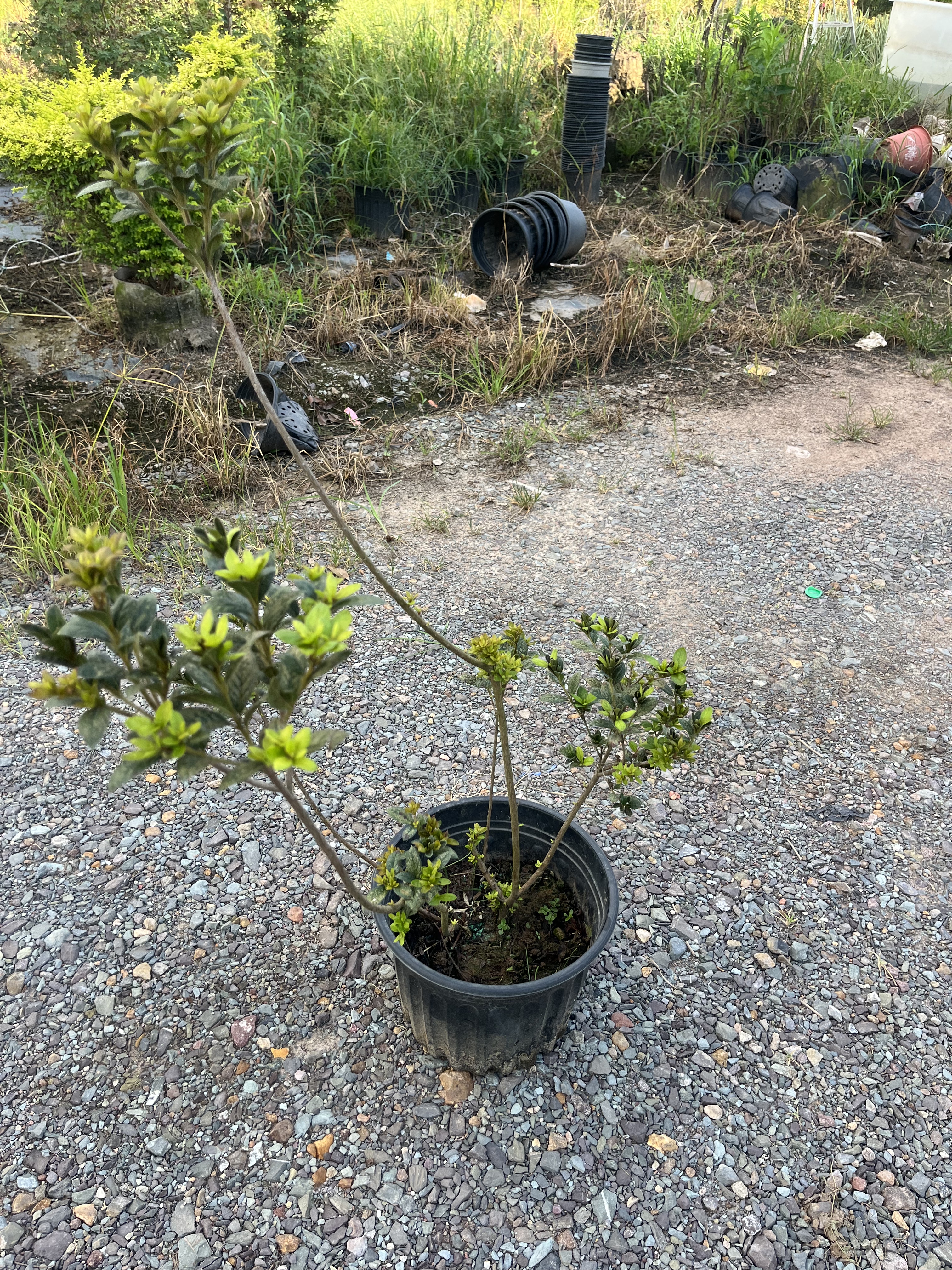 花鲜花开花植物植物造型杜鹃