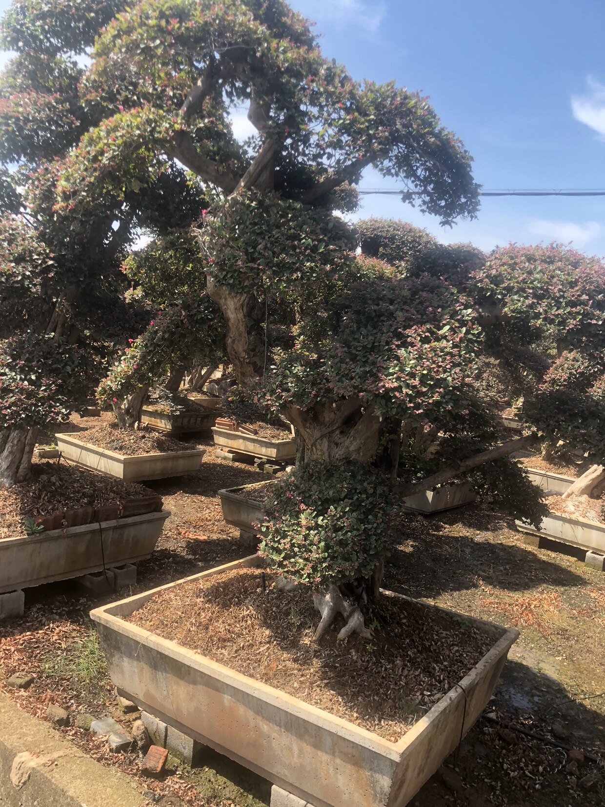 四季常青庭院苗木开花植物造型植物红花继木桩红花继木花