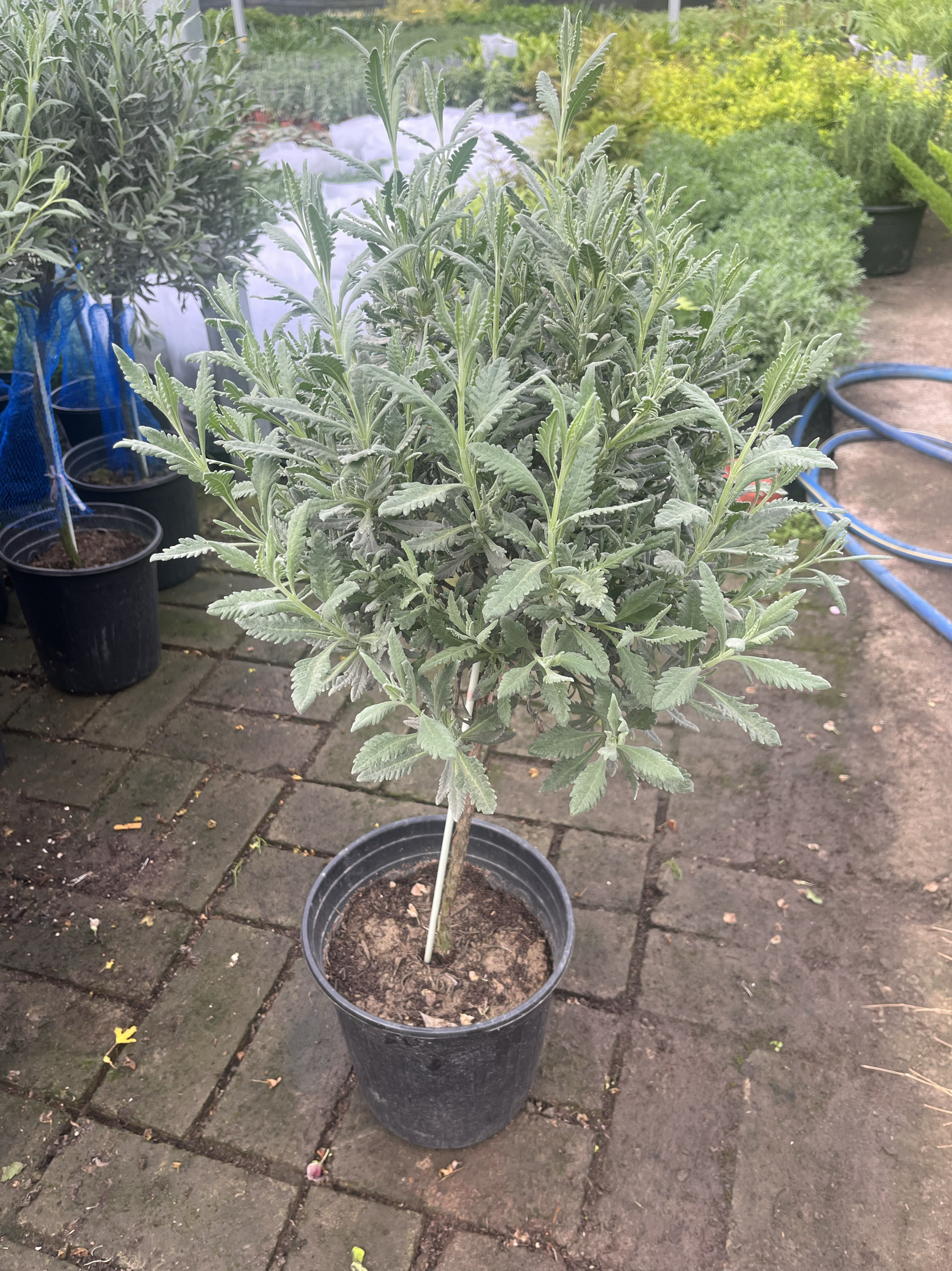 开花绿色植物羽衣棒棒糖