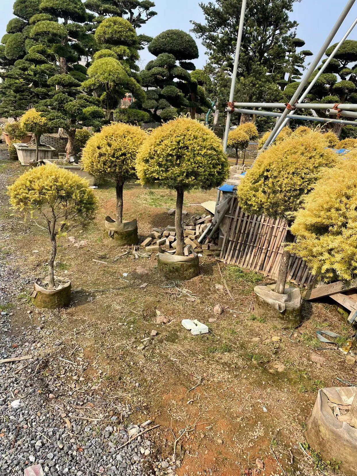 棒棒糖植物四季常青盆栽香柳黄金香柳庭院美观植物