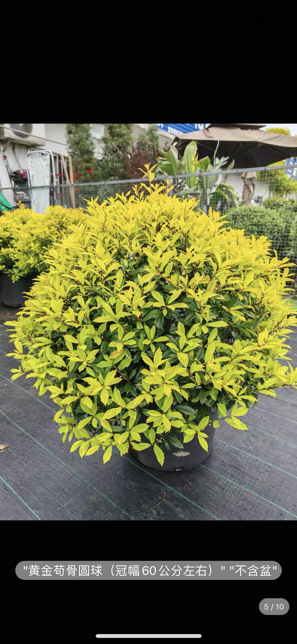 黄金枸骨球观叶庭院植物冬青耐寒耐热常绿灌木花镜四季常青